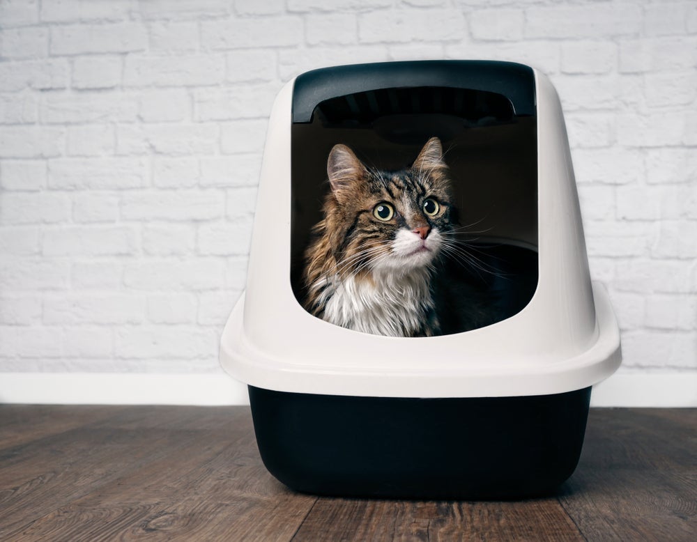 Ver um gato com diarreia exige atenção, pois pode indicar diferentes problemas