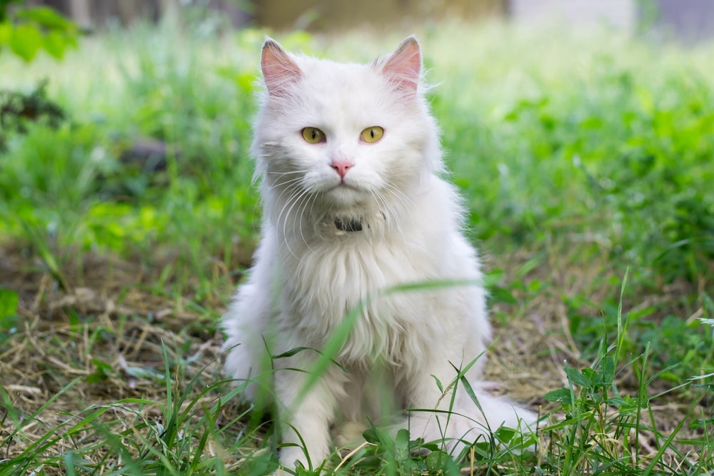 O gato com um forte cheiro pode estar com problemas de saúde