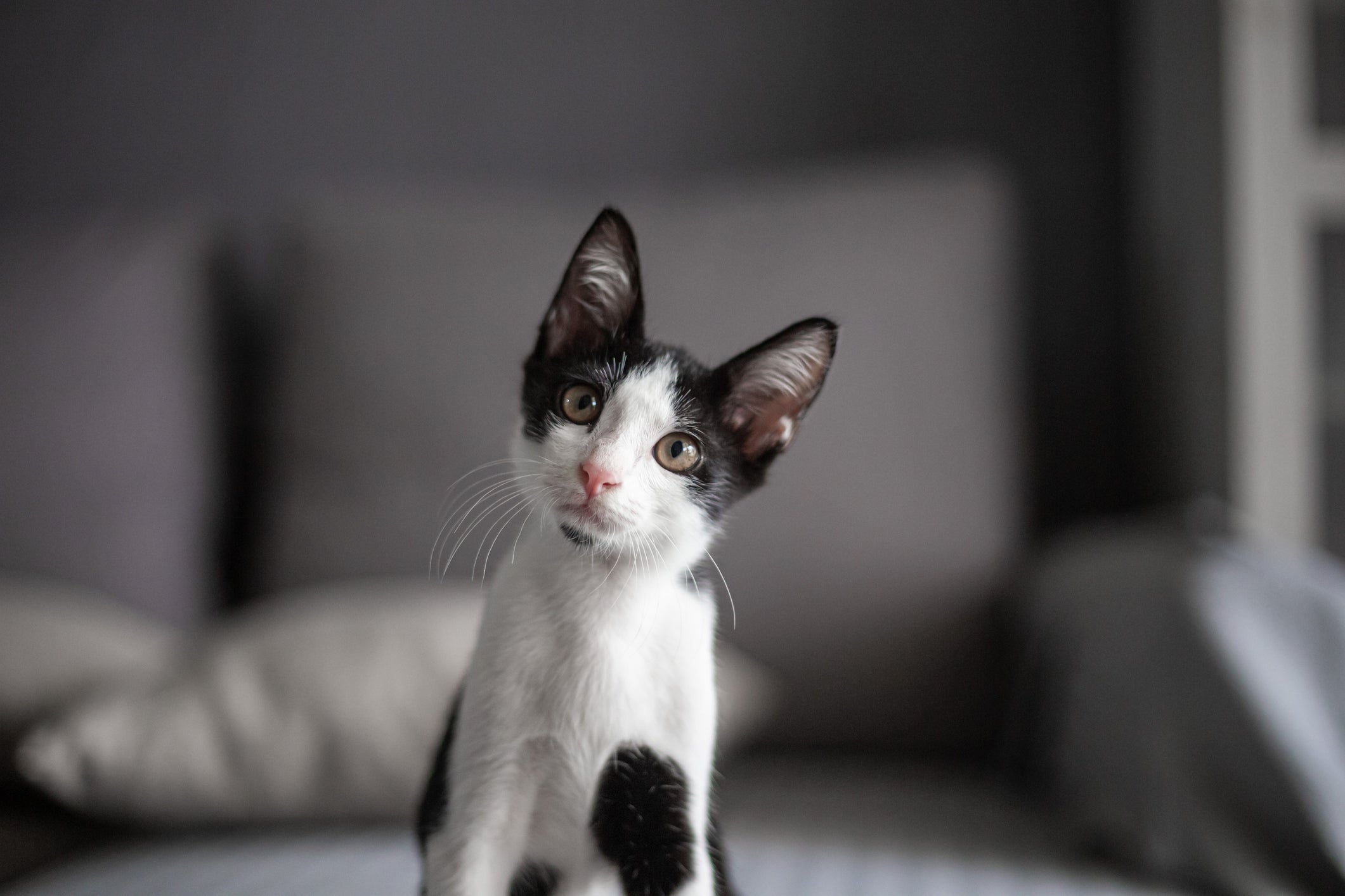 É possível perceber um gato feliz pelas atitudes dele