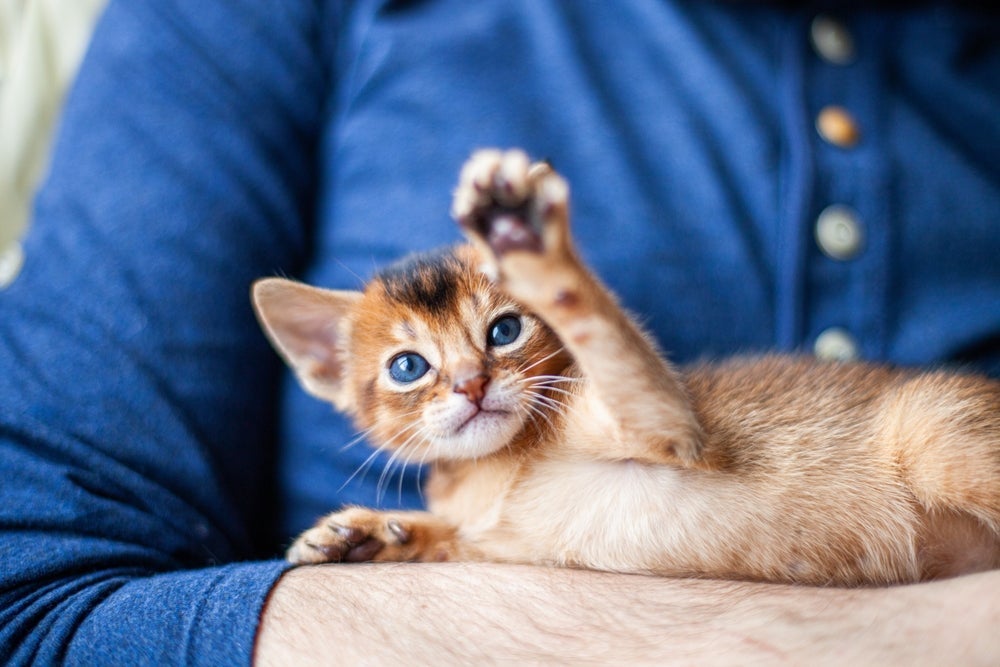 O gato filhote enfrenta uma série de mudanças nos primeiros seis meses de vida