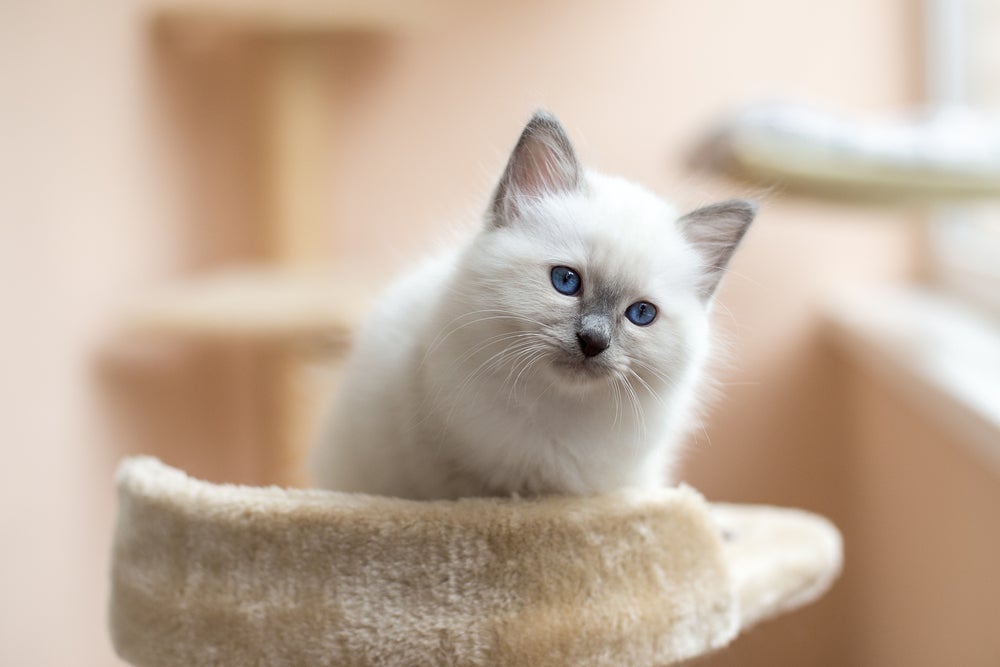 O gato filhote precisa de alguns cuidados importantes no primeiro mês de adaptação