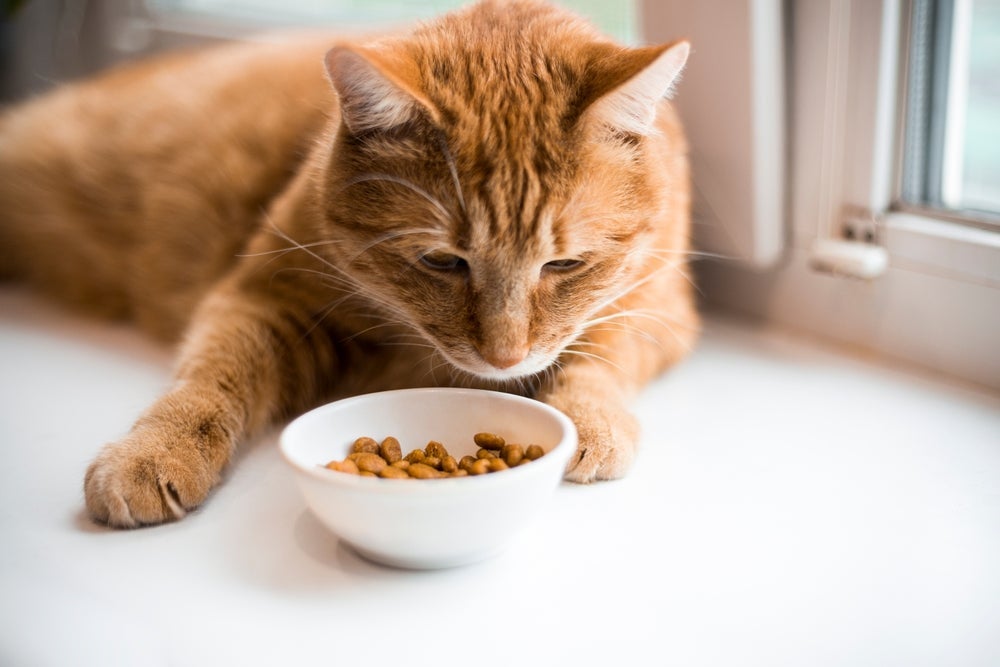 Quando o gato não quer comer e só quer ficar deitado, é bom entender o que está acontecendo