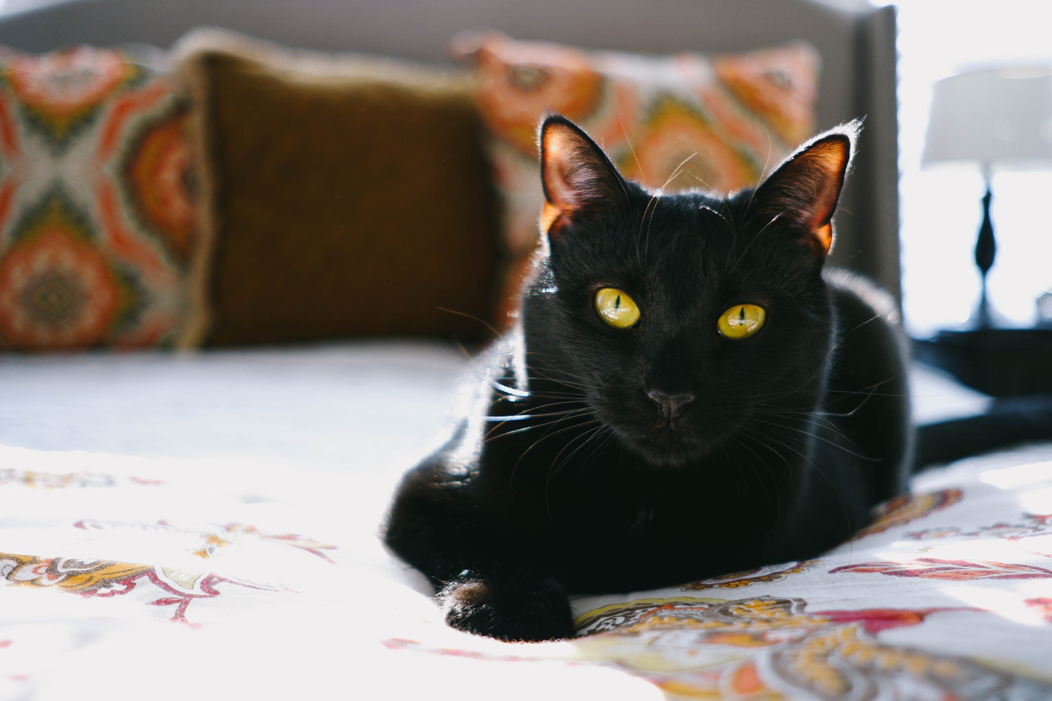 Sonhar com gato preto possui diferentes significados 