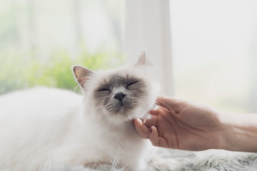 O gato ronronando é muito comum quando ele recebe carinho