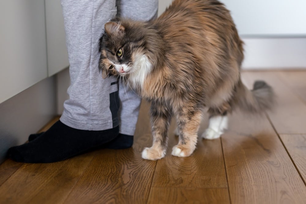 O gato se esfregando nos humanos nem sempre está demonstrando carinho