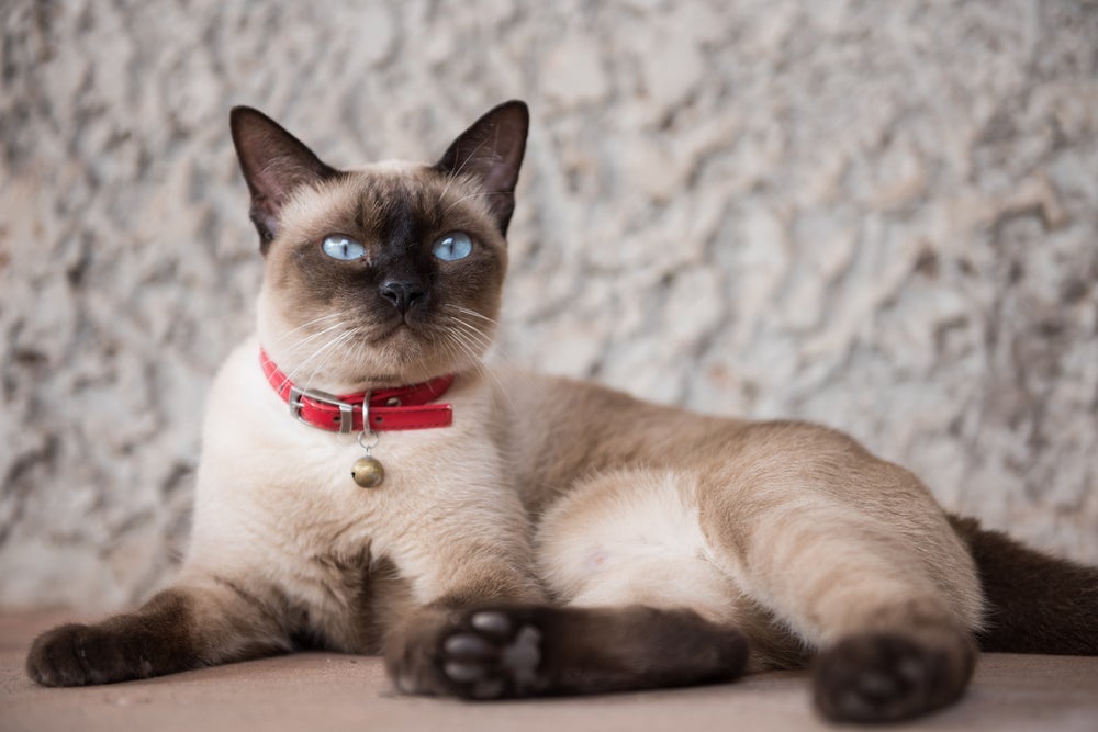 O gato Siamês e o gato Sialata são muito parecidos
