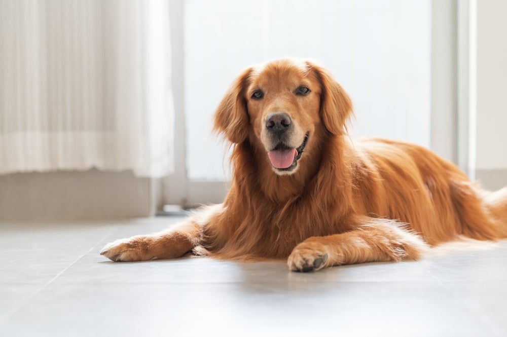 O Golden Retriever é um cachorro companheiro e com muitas outras qualidades