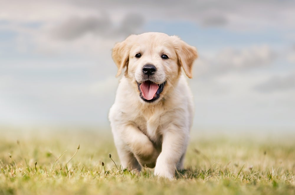 Para ter um Golden Retriever filhote, preço pode ser bem variado