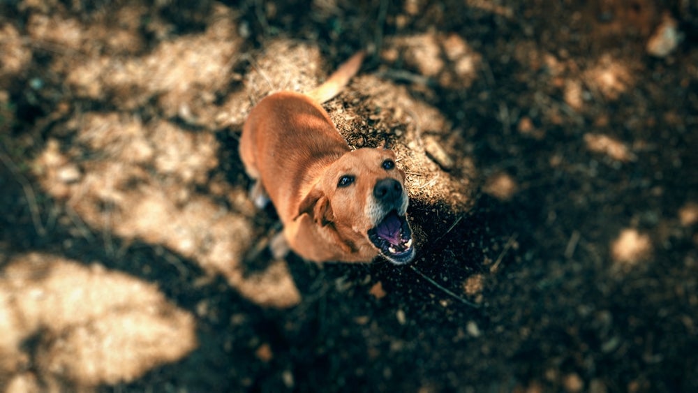O latido de cachorro pode expressar diferentes sentimentos e necessidades do animal
