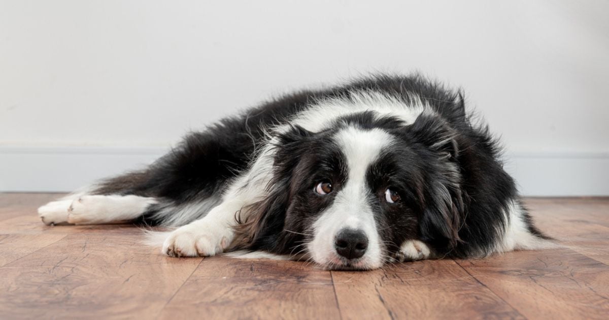 A leishmaniose canina é uma doença grave e que pode afetar bastante a imunidade do cachorro
