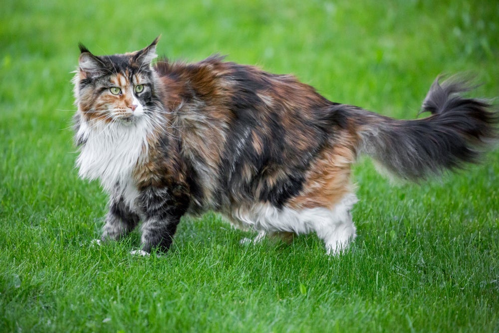 Confira 10 características surpreendentes do Maine Coon