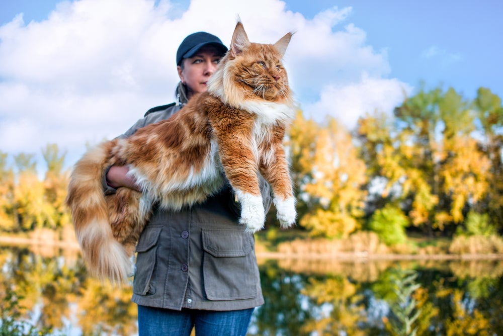 O maior gato do mundo pode te surpreender com o tamanho dele
