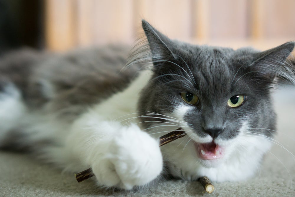 Os benefícios do matatabi para o gato são inúmeros
