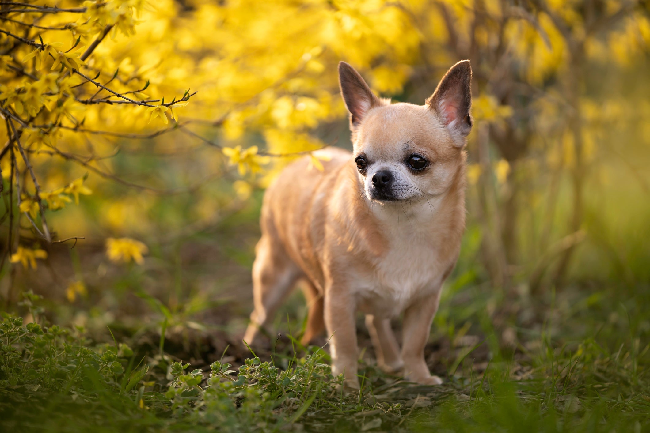O menor cachorro do mundo é cheio de personalidade