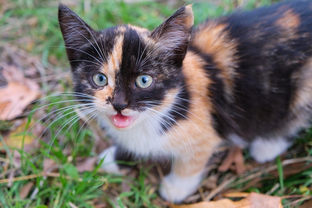 O miado de gato pode ter diferentes motivações, e cabe ao tutor saber interpretar isso