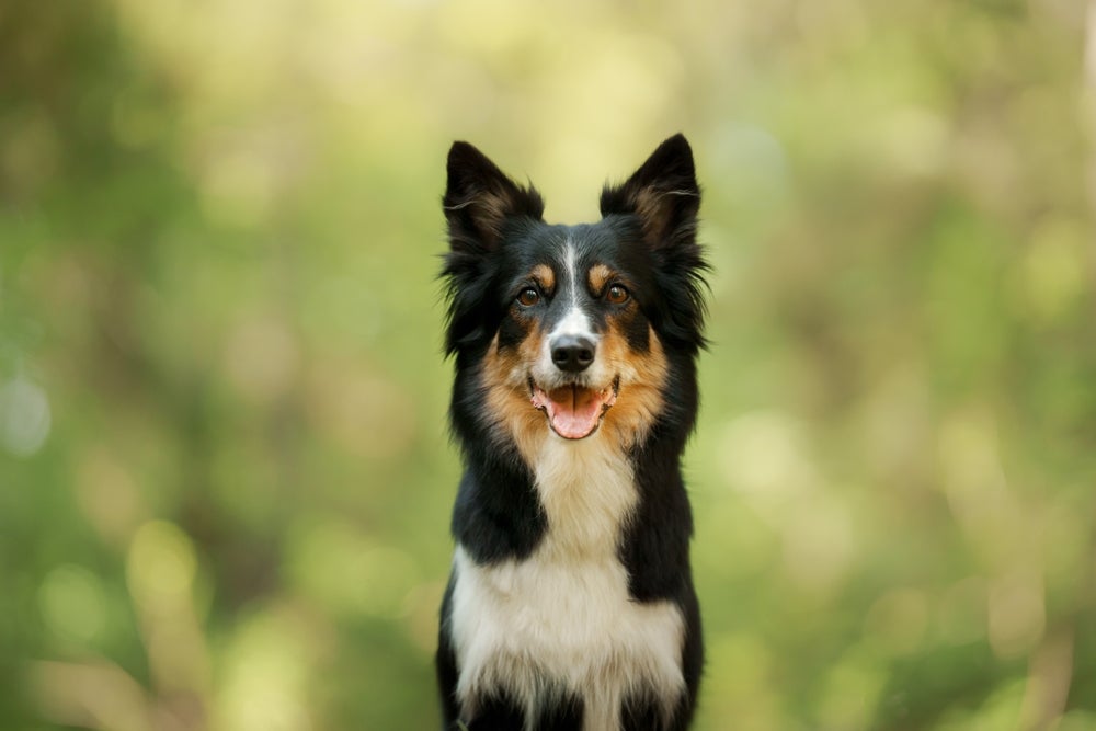 Os nomes fortes para cachorro são excelentes para os pets corajosos e imponentes