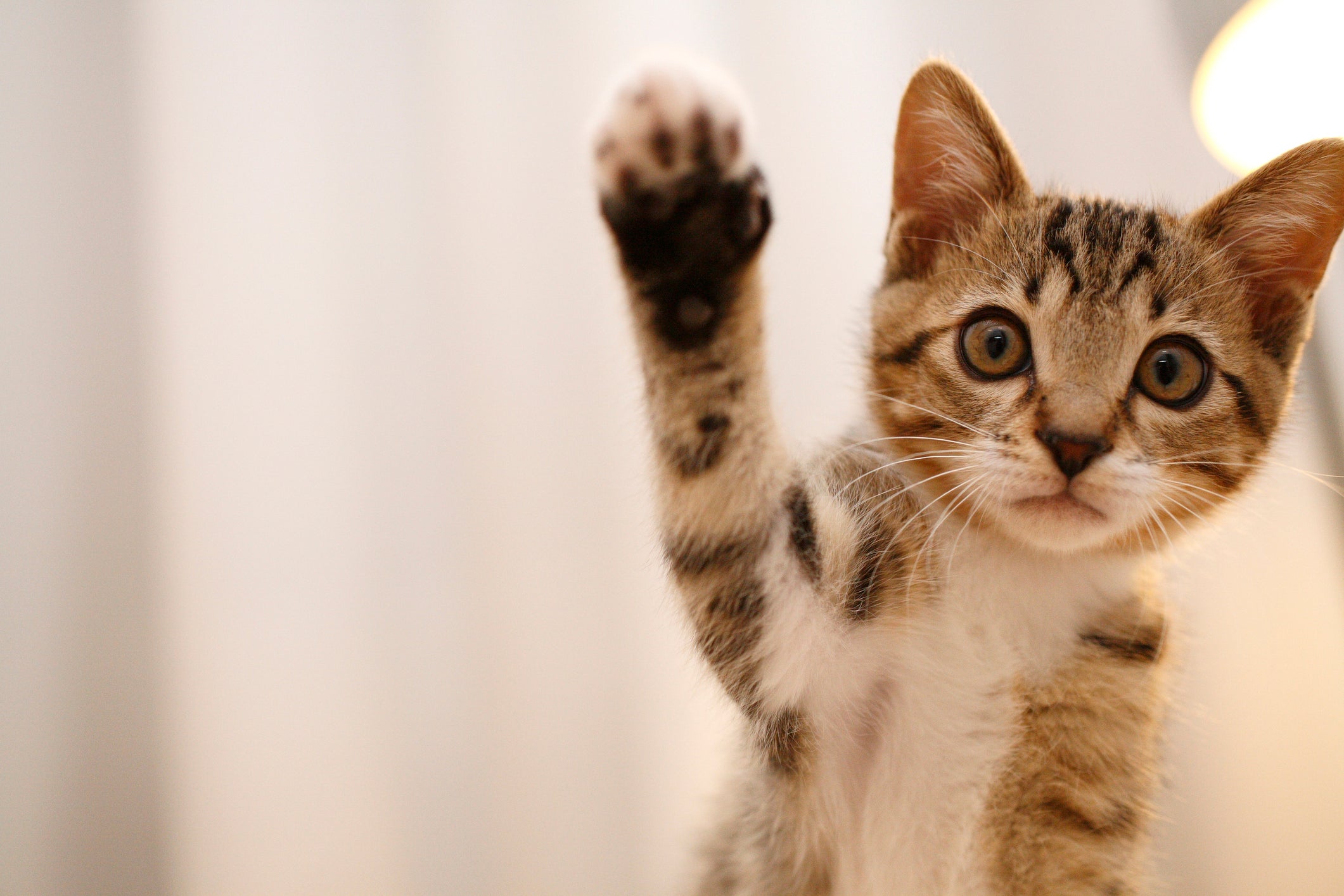 Os nomes para gatos fortes são ideais para os bichanos cheios de personalidade