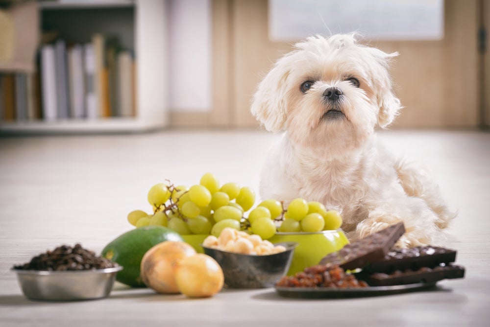 Saber o que cachorro não pode comer pode salvá-lo de intoxicações e outros problemas mais graves