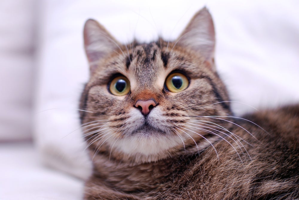 O olho de gato é cheio de curiosidades e exige alguns cuidados