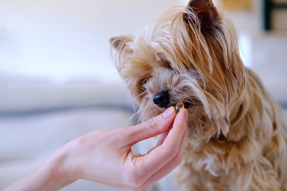 É importante se atentar à dosagem do ômega 3 para cachorro para não sofrer com os efeitos colaterais