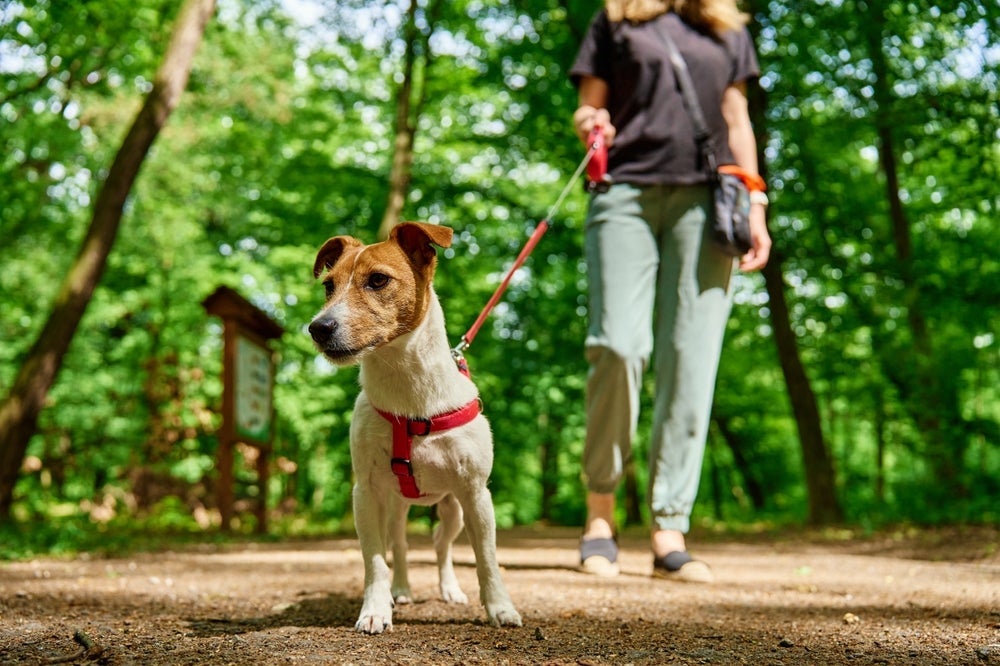 O ato de passear com cachorro é muito benéfico para a saúde e bem-estar dos cães
