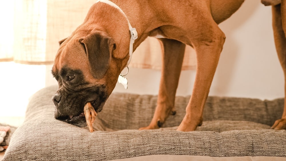 Veja se é seguro oferecer o pé de galinha para cachorro 