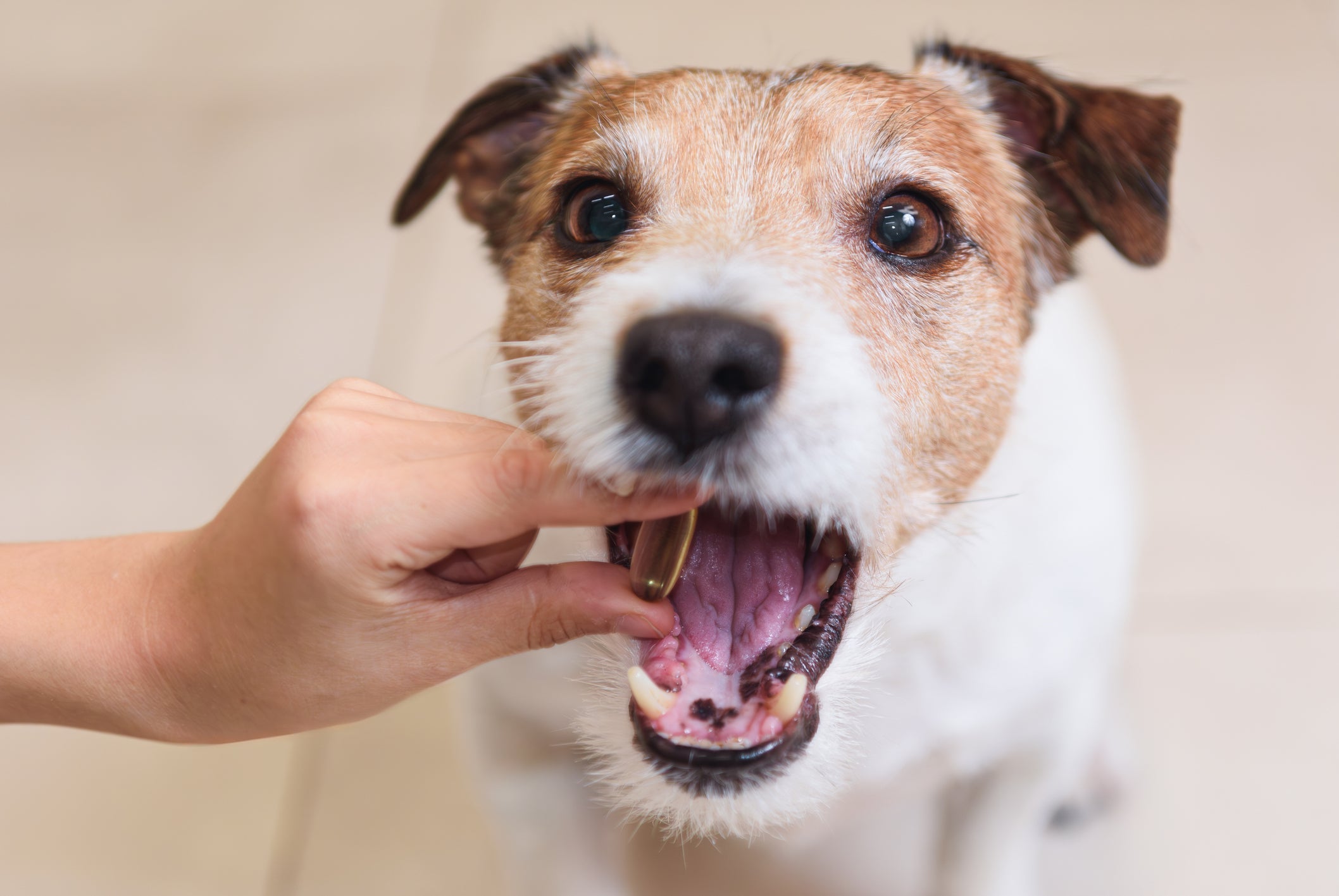O probiótico para cachorro é cheio de benefícios para a saúde do pet