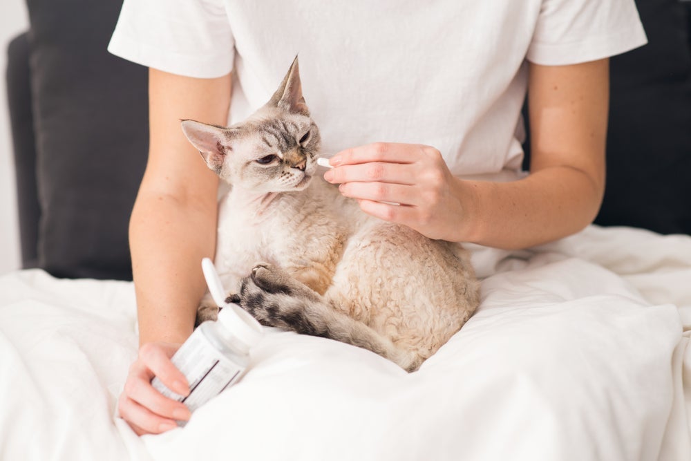 O probiótico para gatos é cheio de benefícios para a saúde