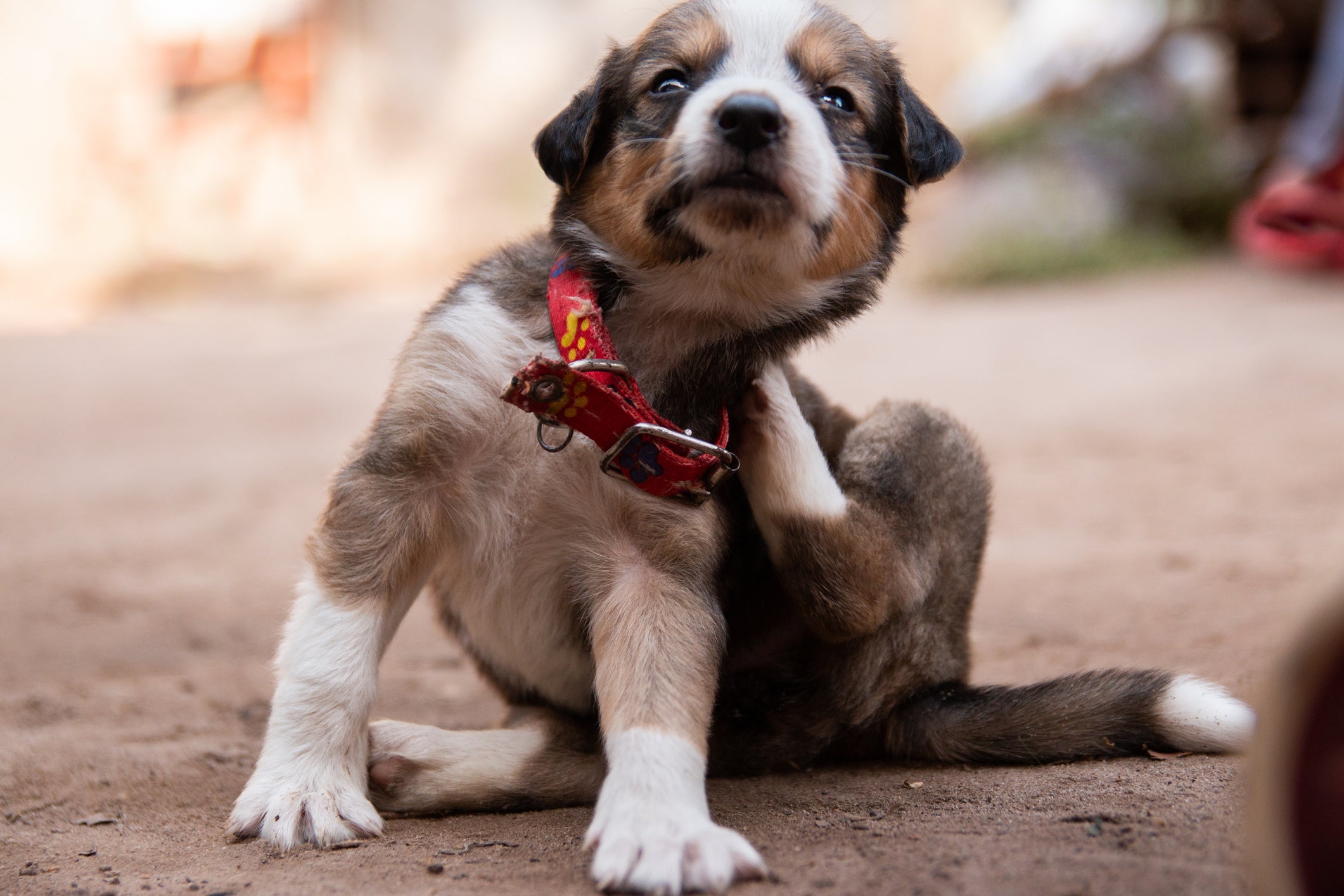 A pulga de cachorro provoca coceira e incômodo no pet