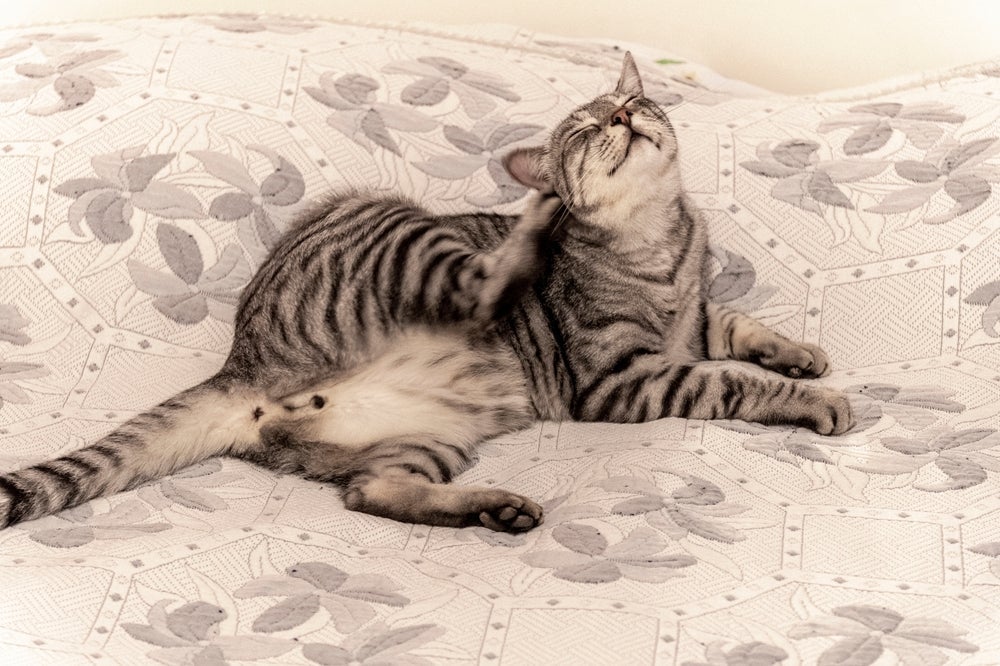 A pulga de gato pode ser prevenida e até eliminada com alguns cuidados