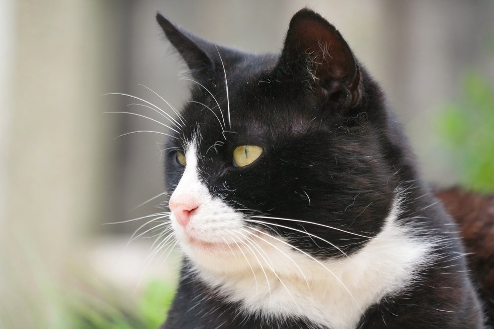 A queda de pelos em gatos pode ser calvície?