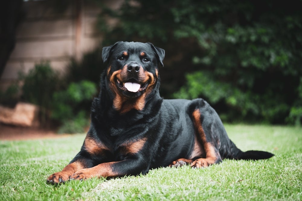 A sua raça de cachorro grande preferida pode estar na lista