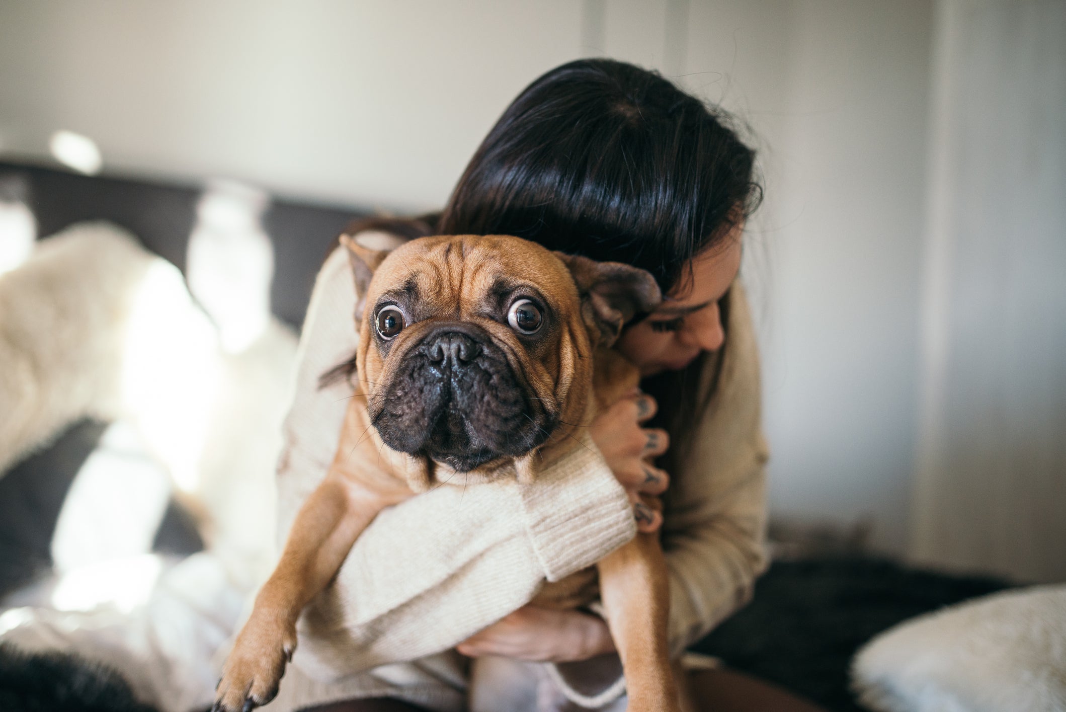 Confira as melhores raças de cachorro para quem mora sozinho