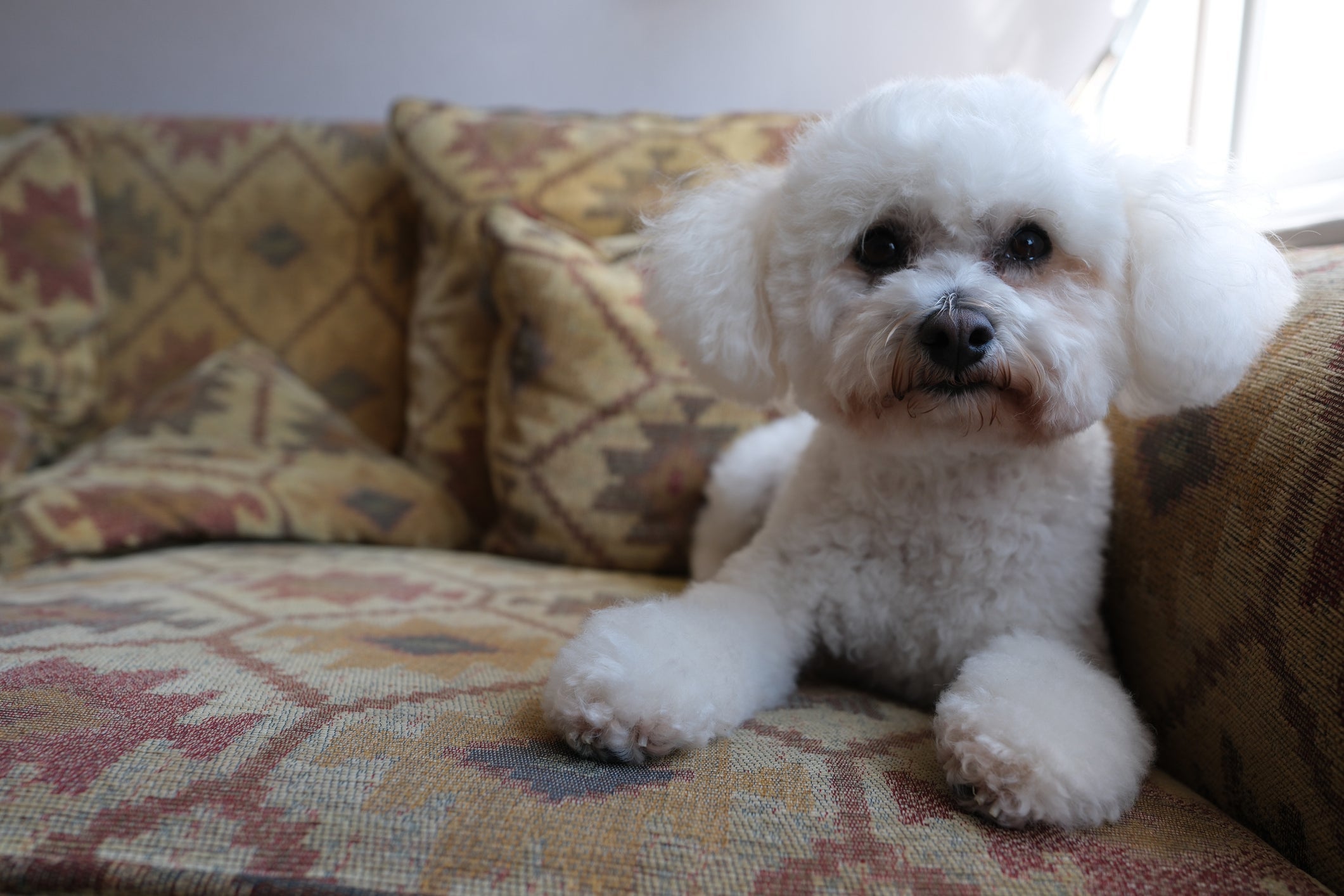 Essas são as raças de cachorro mais indicadas para pessoas alérgicas