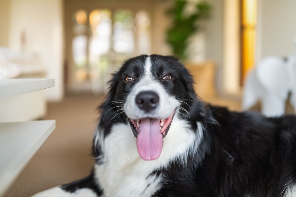 Algumas raças de cachorro não são indicadas para tutores inexperientes