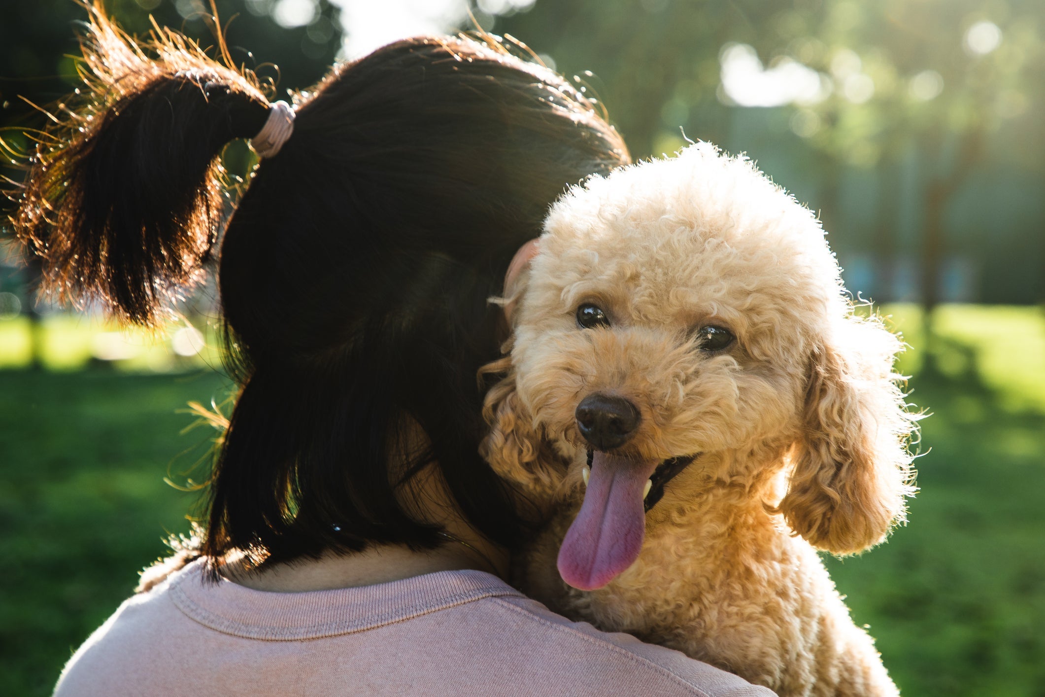 Confira quais são as raças de cachorro mais tranquilas para tutores atarefados 