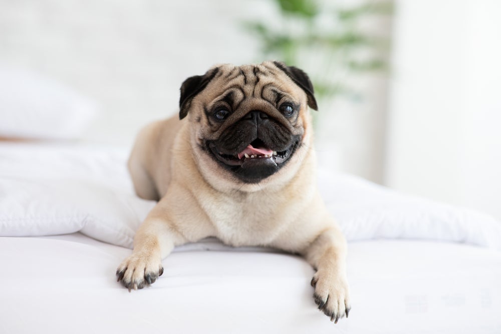 Algumas raças de cachorro não precisam de tosa