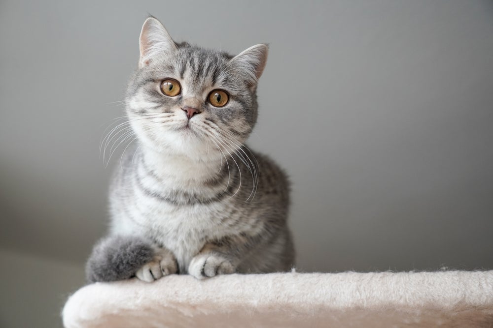  Conheça as raças de gato que apresentam uma boa saúde 