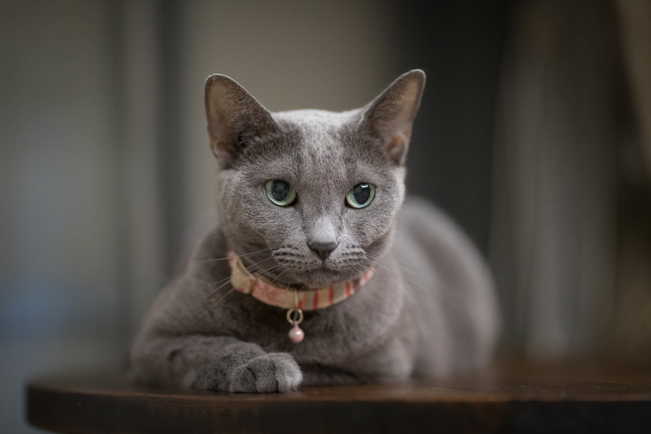 Algumas raças de gato quase não soltam pelo