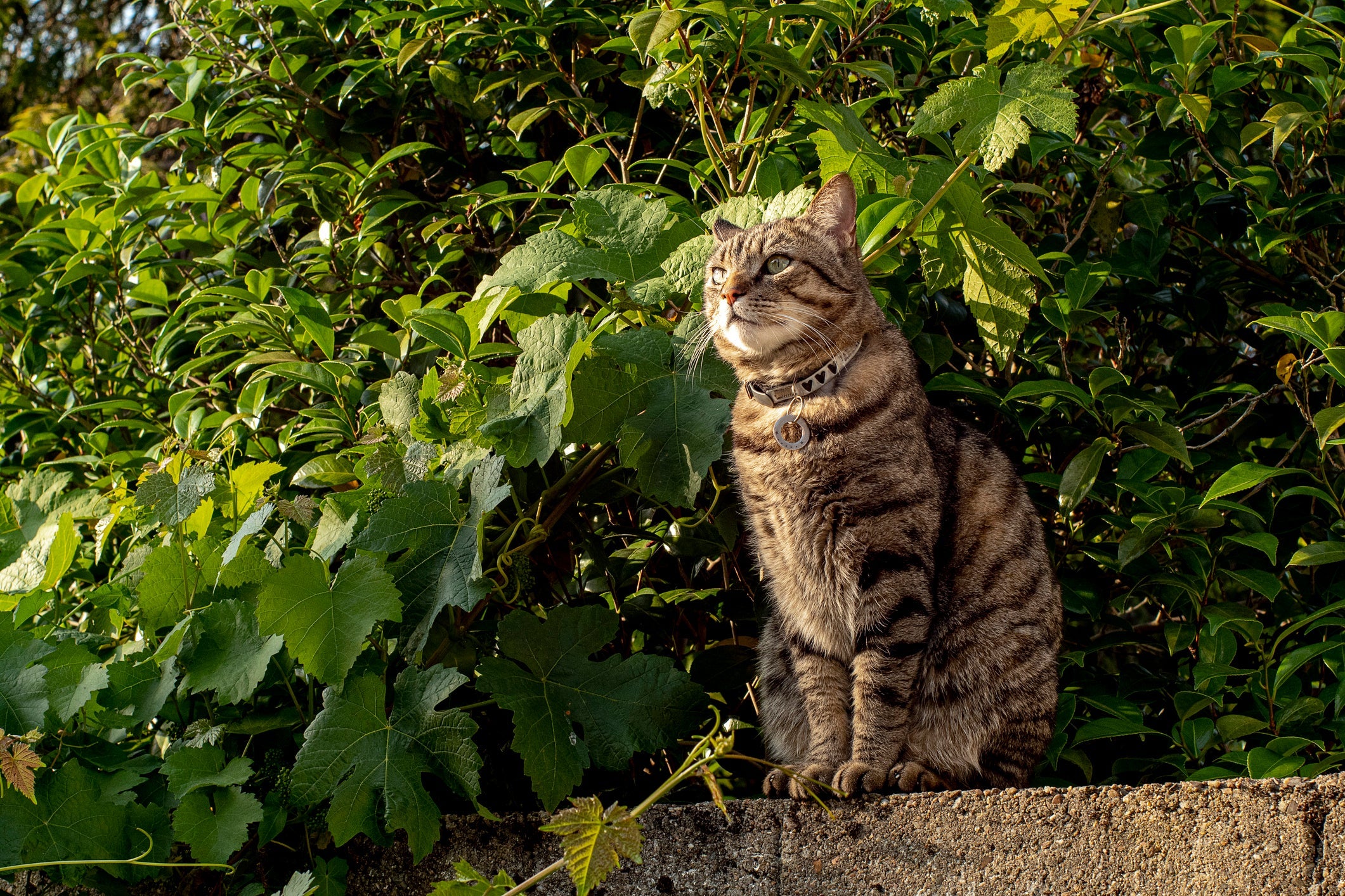 Confira quais são as raças de gato mais populares no Brasil