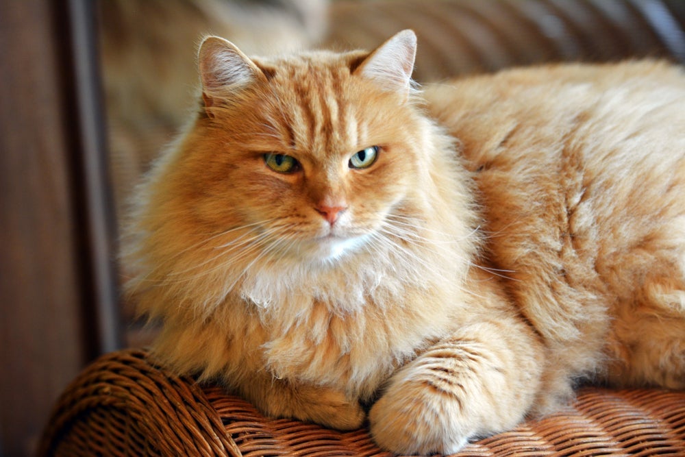 Algumas raças de gato são ótimas para quem tem alergia a esses animais