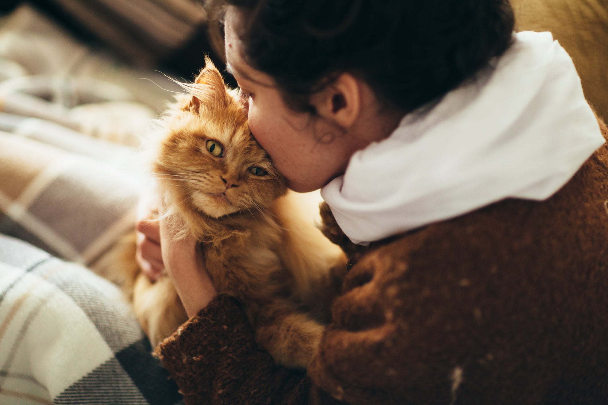 Conheça as melhores raças de gato para tutores sem tempo
