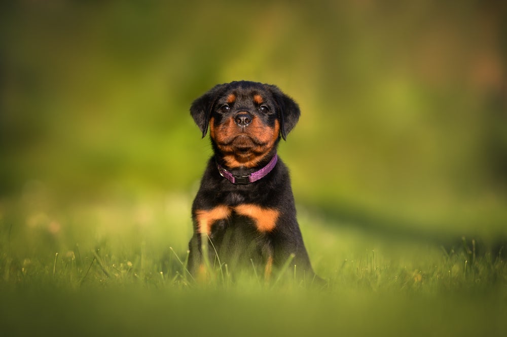O preço de Rottweiler filhote pode variar por causa de vários fatores
