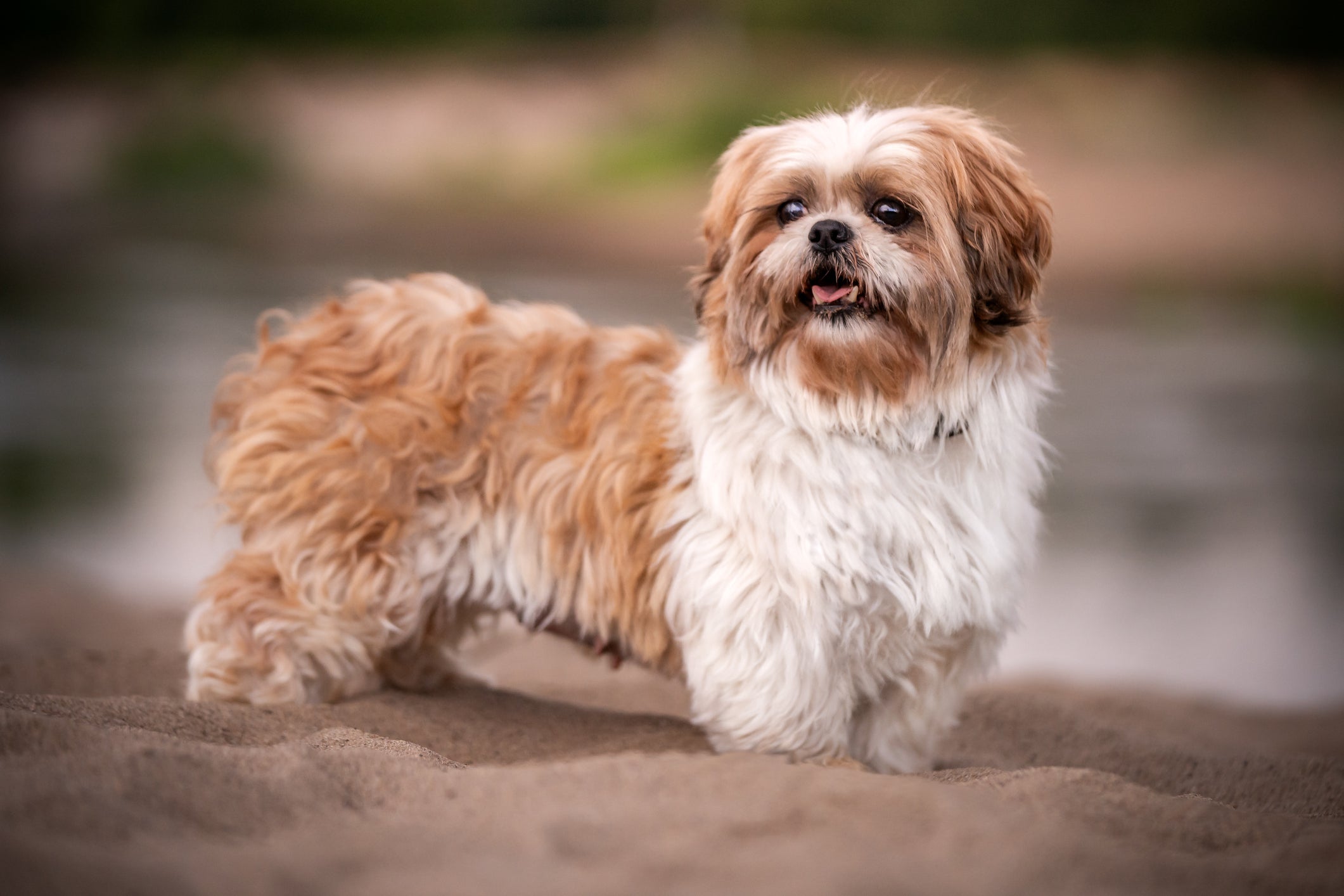O Shih Tzu tosado vai muito além de estética, muitas vezes é uma questão de saúde