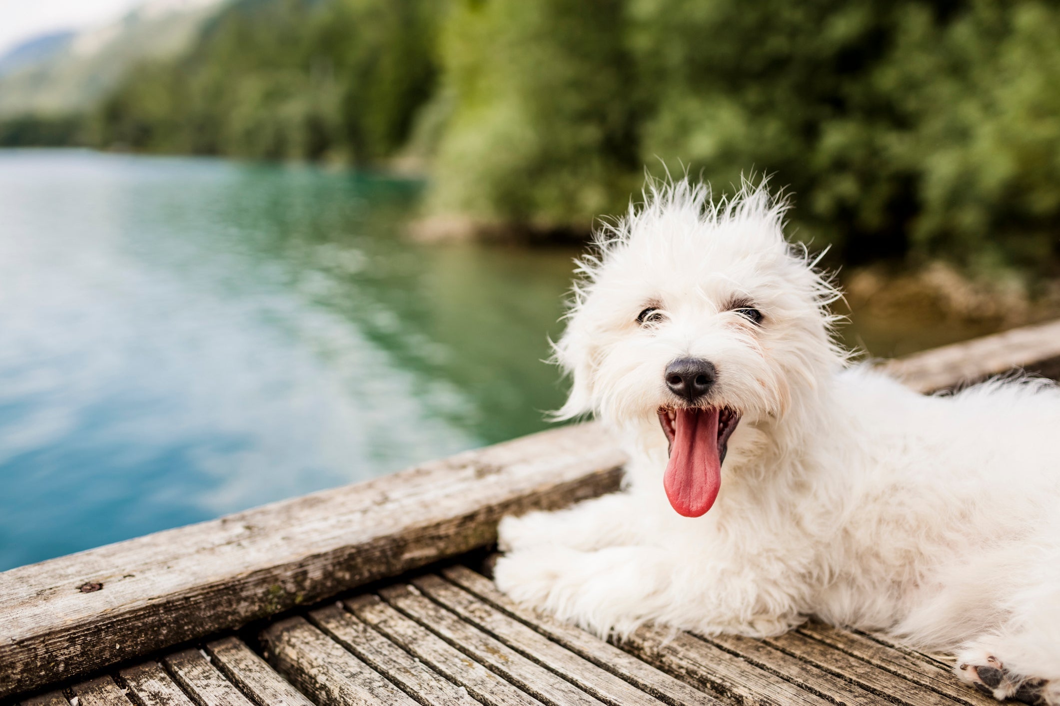 Confira quais são os significados de sonhar com cachorro branco