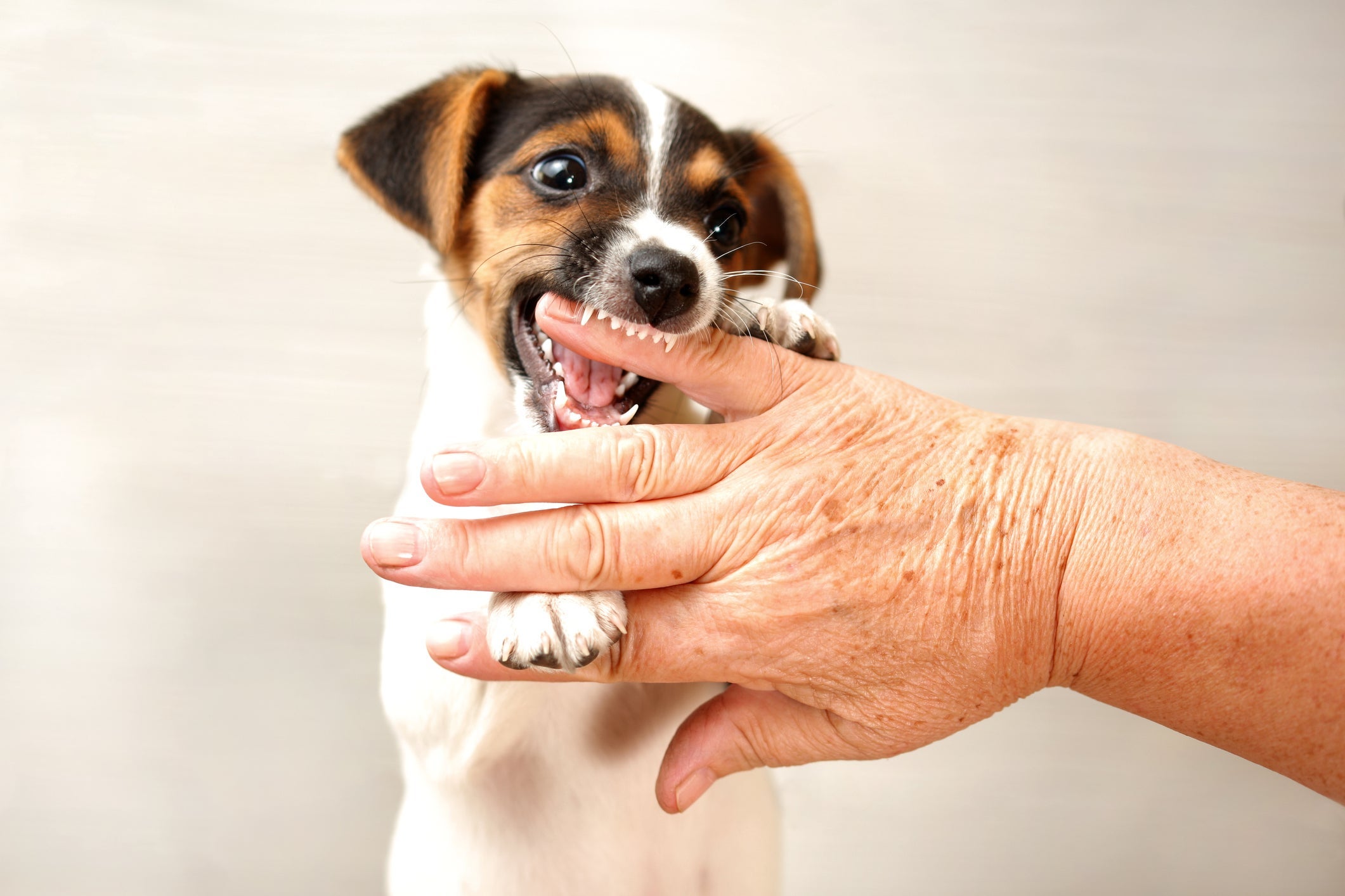 Veja os significados por trás de sonhar com cachorro mordendo