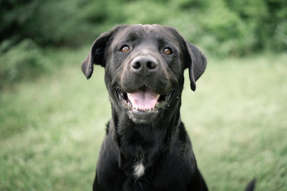 O significado de sonhar com cachorro pode ser bem variado
