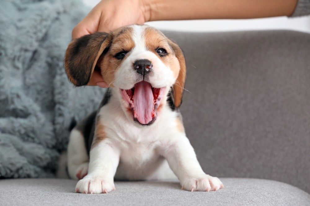 Os significados de sonhar com filhote de cachorro variam bastante