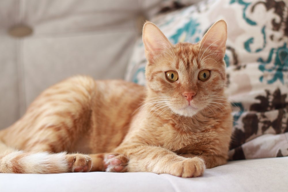 Sonhar com gato amarelo pode ter diferentes interpretações