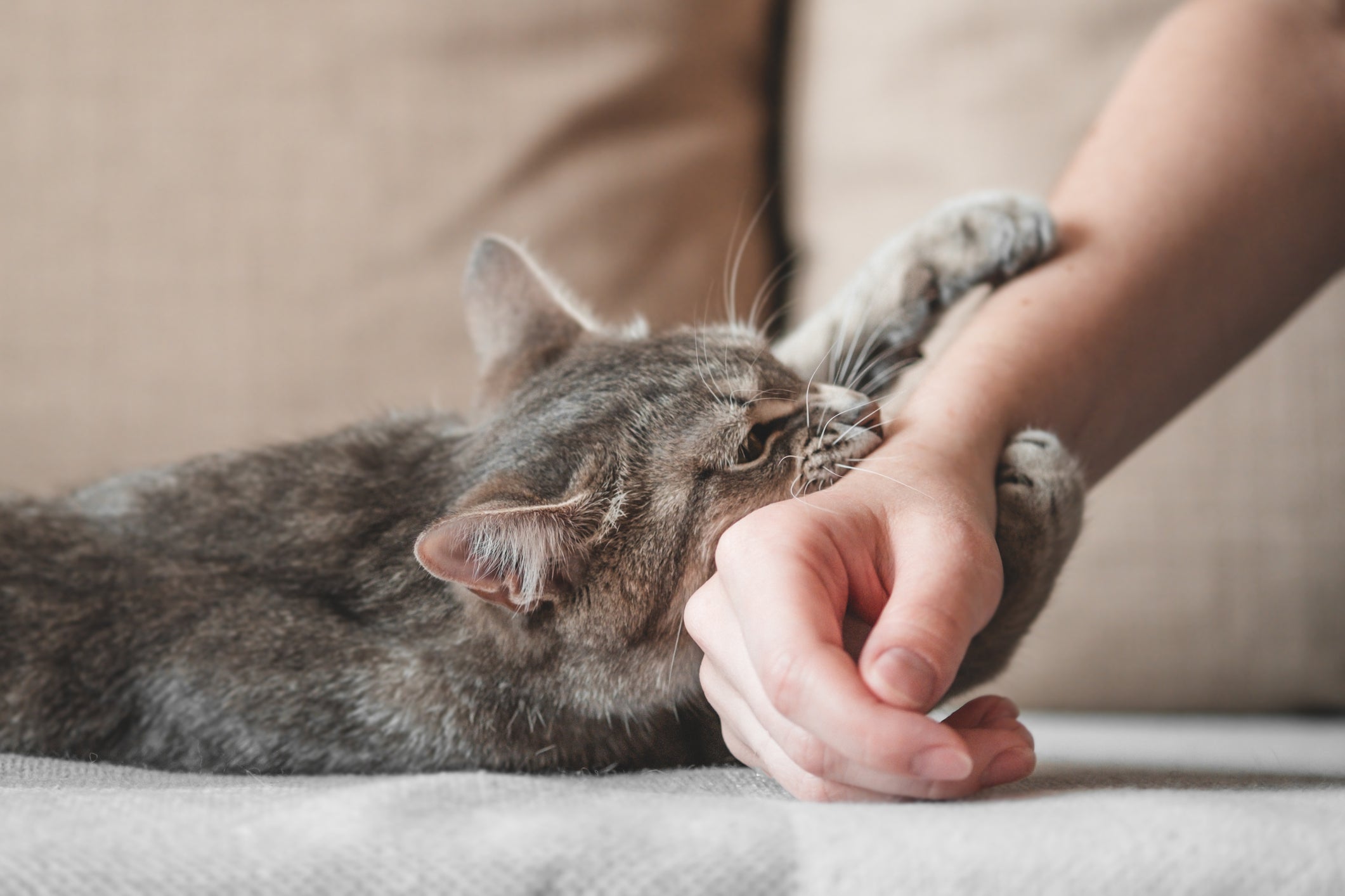 Veja qual o significado de sonhar com gato atacando